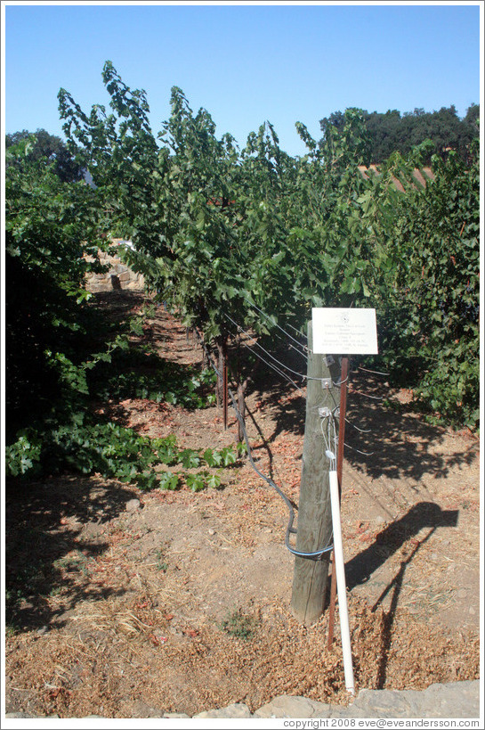 U or Lyre trellis system.  Cabernet Sauvignon Clone 8.  Justin Vineyards and Winery.