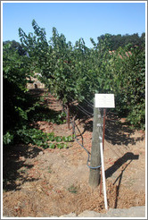 U or Lyre trellis system.  Cabernet Sauvignon Clone 8.  Justin Vineyards and Winery.