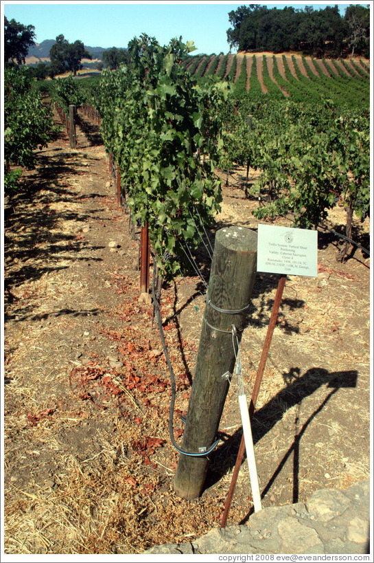 Vertical Shoot trellis system.  Cabernet Sauvignon Clone 8.  Justin Vineyards and Winery.