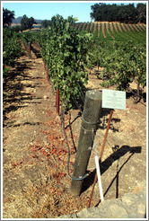 Vertical Shoot trellis system.  Cabernet Sauvignon Clone 8.  Justin Vineyards and Winery.