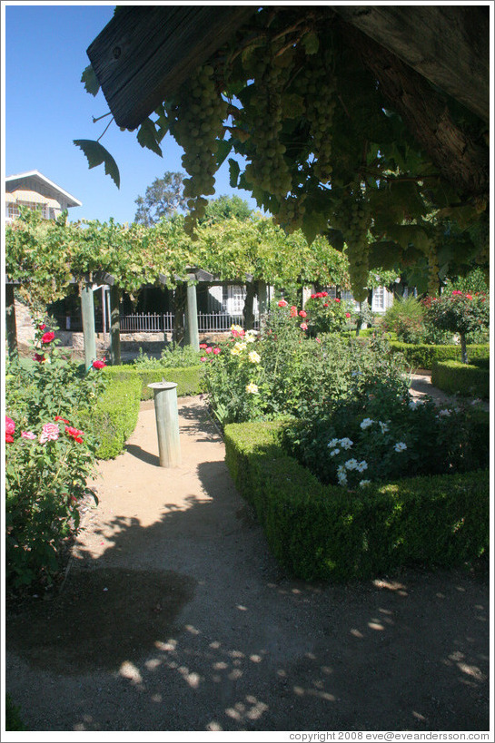 Rose garden with hanging grapes.  Justin Vineyards and Winery.