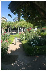 Rose garden with hanging grapes.  Justin Vineyards and Winery.