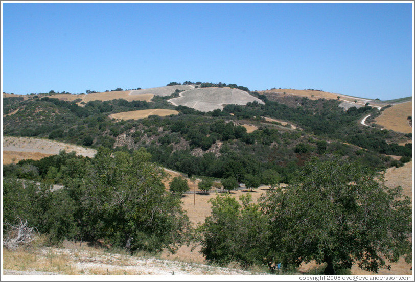 View from Minassian-Young Vineyards.