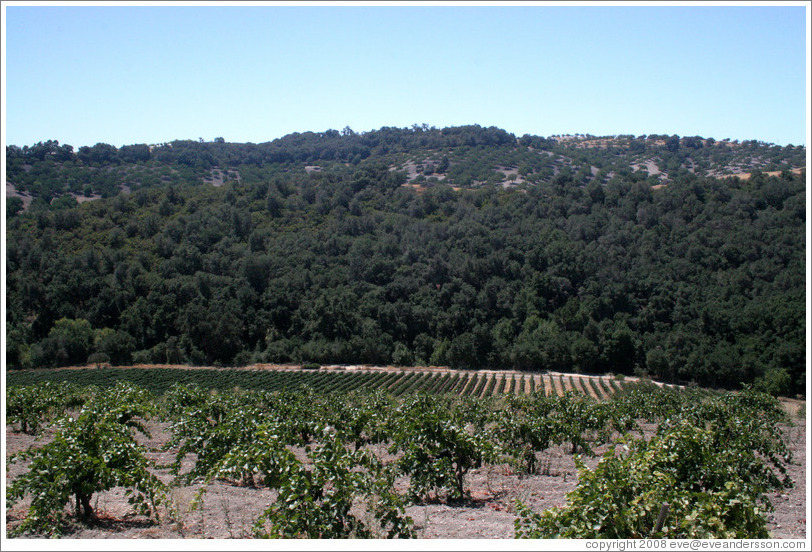 Zinfandel vineyard.  Minassian-Young Vineyards.