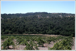 Zinfandel vineyard.  Minassian-Young Vineyards.