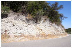 Calcareous soil typical of Western Paso Robles.