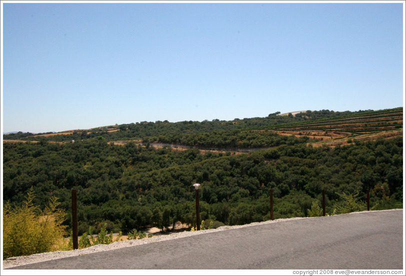 Line of calcareous soil, typical of Western Paso Robles, in distance.