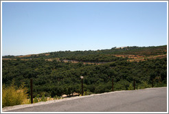 Line of calcareous soil, typical of Western Paso Robles, in distance.