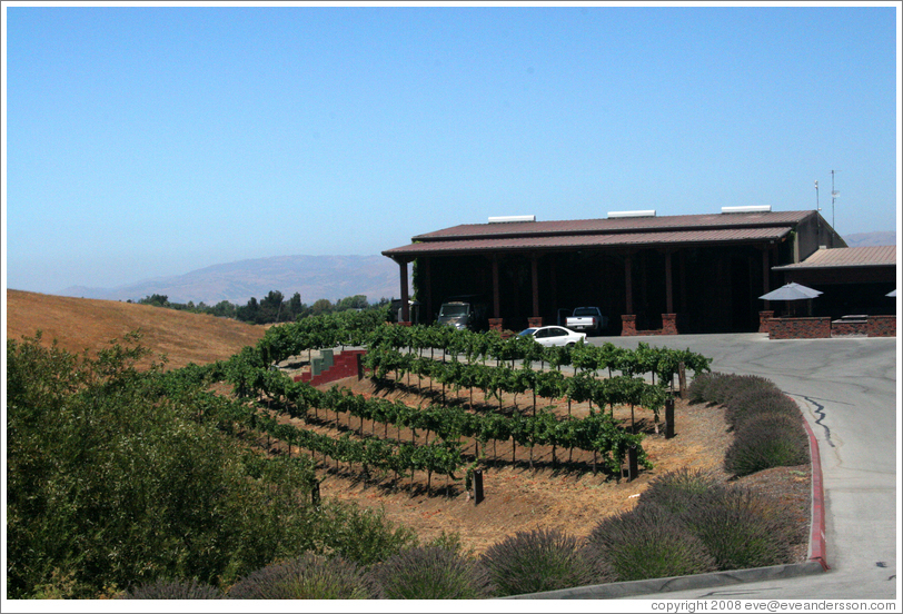 L&eacute;al Vineyards.