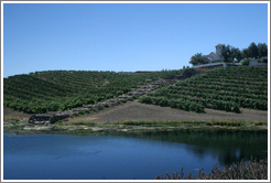 Pond and vineyard.  L&eacute;al Vineyards.