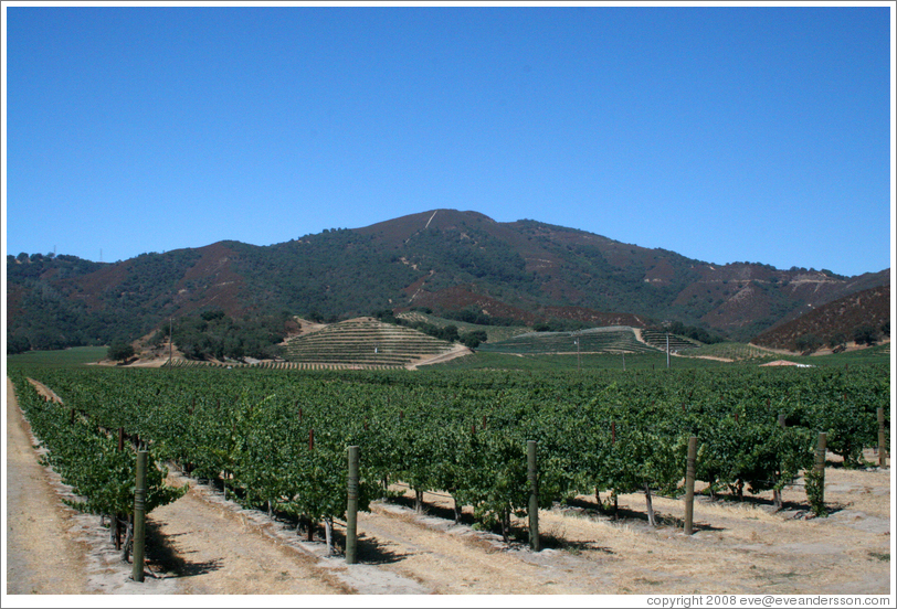 Vineyard.  Pietra Santa Winery.