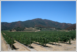 Vineyard.  Pietra Santa Winery.