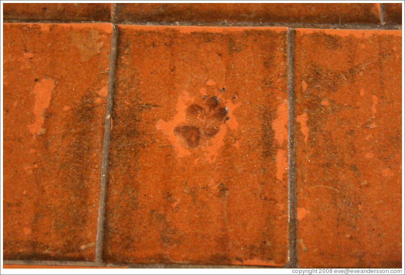 Animal footprint in floor tile of church (tiles were dried outside).  San Juan Bautista Mission.