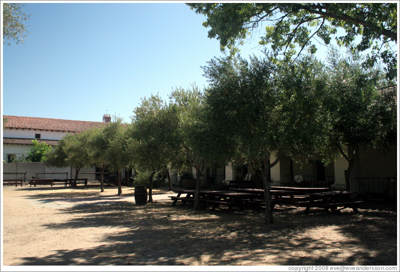 Olive trees.  San Juan Bautista Mission.