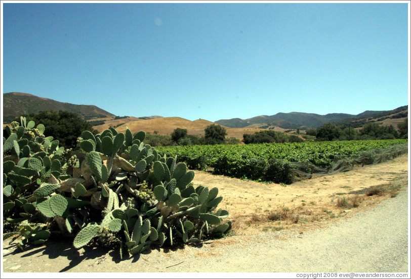 Cacti and vineyard.  Alma Rosa Winery and Vineyards.