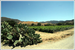 Cacti and vineyard.  Alma Rosa Winery and Vineyards.