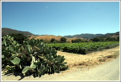 Cacti and vineyard.  Alma Rosa Winery and Vineyards.