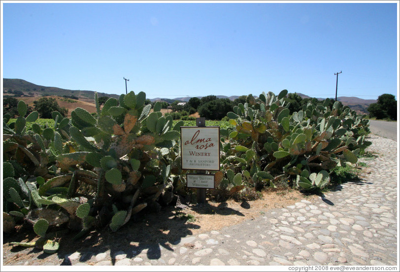 Cacti.  Alma Rosa Winery and Vineyards.