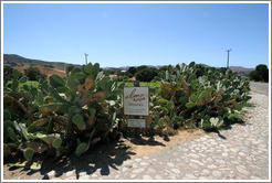 Cacti.  Alma Rosa Winery and Vineyards.