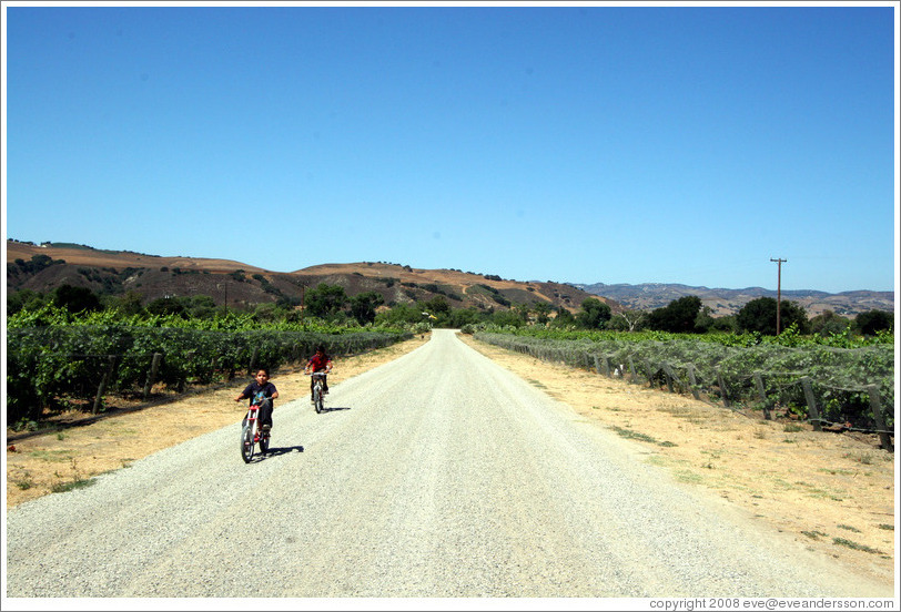 Kids on bicycles in vineyard.  Alma Rosa Winery and Vineyards.