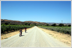 Kids on bicycles in vineyard.  Alma Rosa Winery and Vineyards.