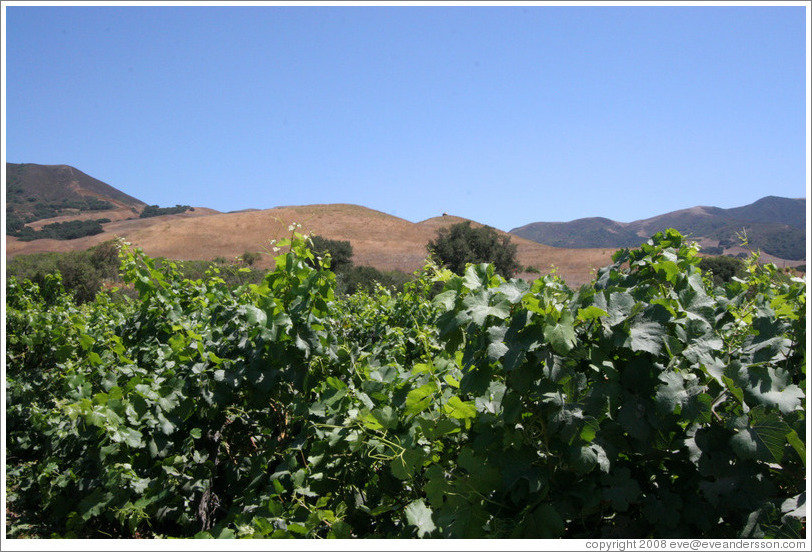 Vineyard with mountains behind.  Alma Rosa Winery and Vineyards.