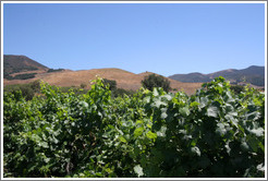 Vineyard with mountains behind.  Alma Rosa Winery and Vineyards.