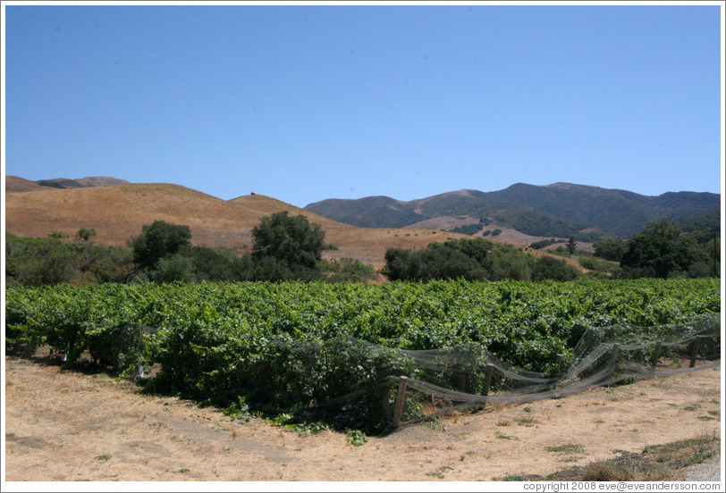 Vineyard with mountains behind.  Alma Rosa Winery and Vineyards.