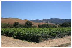 Vineyard with mountains behind.  Alma Rosa Winery and Vineyards.