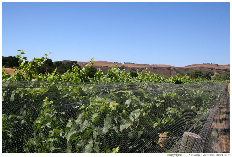 Vines, protected from deer using nets.  Alma Rosa Winery and Vineyards.