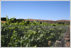 Vines, protected from deer using nets.  Alma Rosa Winery and Vineyards.