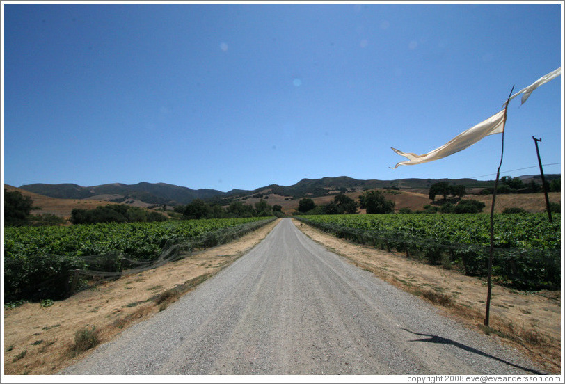 Road through vineyard.  Alma Rosa Winery and Vineyards.