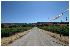 Road through vineyard.  Alma Rosa Winery and Vineyards.