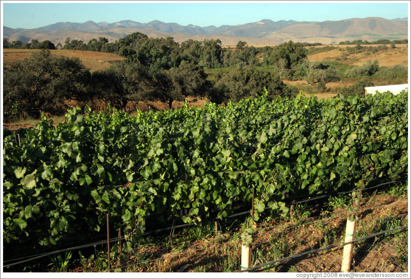 Vineyard and mountains.  Cottonwood Canyon Vineyard and Winery.