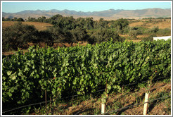 Vineyard and mountains.  Cottonwood Canyon Vineyard and Winery.