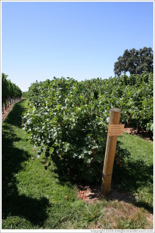 Head Train and Spur Prune trellis system.  Cabernet Sauvignon.  Gainey Vineyard.