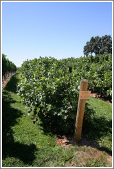 Head Train and Spur Prune trellis system.  Cabernet Sauvignon.  Gainey Vineyard.