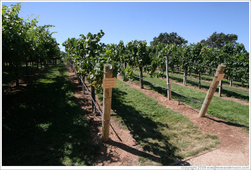 Narrow T trellis system.  Chardonnay.  Gainey Vineyard.