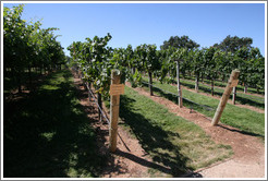 Narrow T trellis system.  Chardonnay.  Gainey Vineyard.