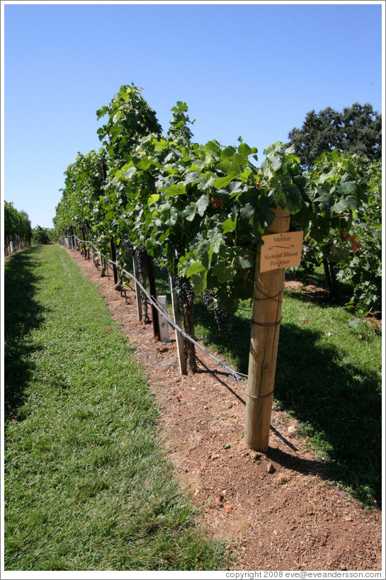 Vertical Shoot trellis system.  Merlot.    Gainey Vineyard.