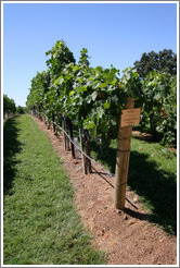 Vertical Shoot trellis system.  Merlot.    Gainey Vineyard.