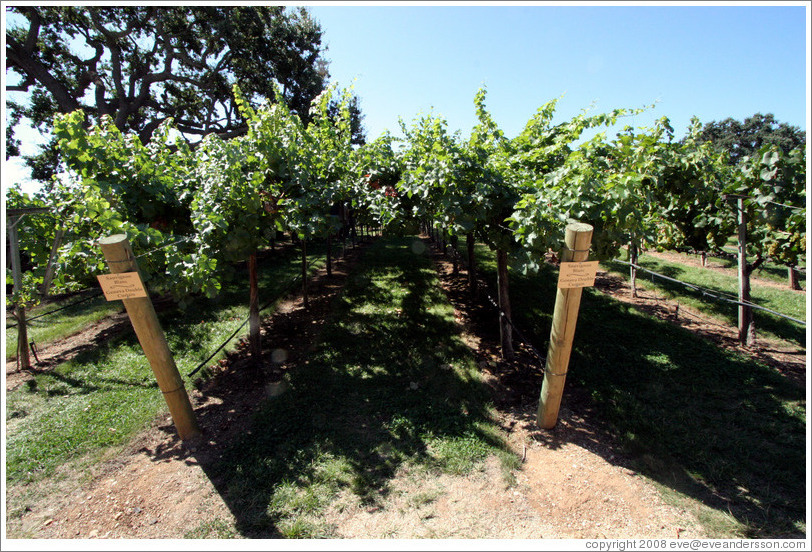 Geneva Double Curtain trellis system.  Sauvignon Blanc.  Gainey Vineyard.