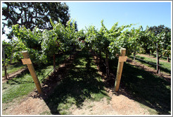 Geneva Double Curtain trellis system.  Sauvignon Blanc.  Gainey Vineyard.