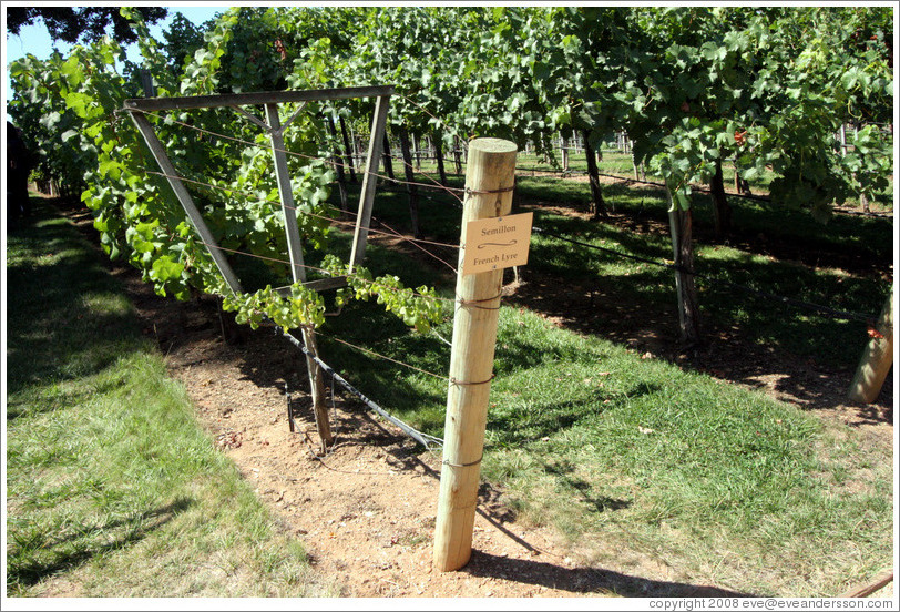 French Lyre trellis system.  Semillon.  Gainey Vineyard.