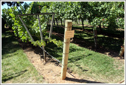 French Lyre trellis system.  Semillon.  Gainey Vineyard.