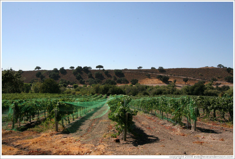 Vinyard and hills.  Koehler Winery.