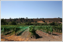 Vinyard and hills.  Koehler Winery.