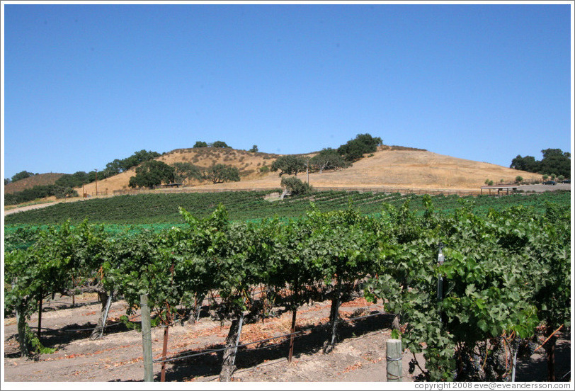Vineyard and hills.  Koehler Winery.