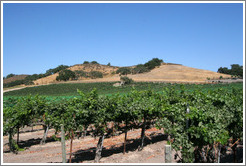 Vineyard and hills.  Koehler Winery.