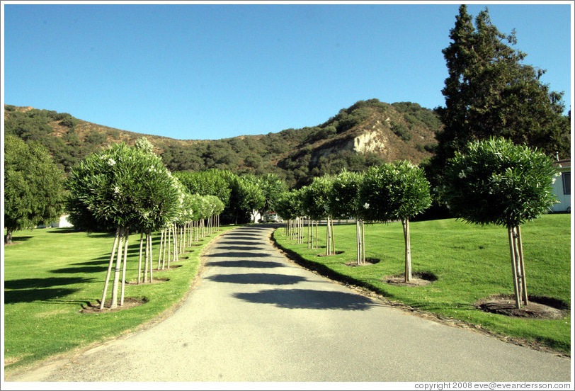 Driveway.  Rancho Sisquoc Winery.